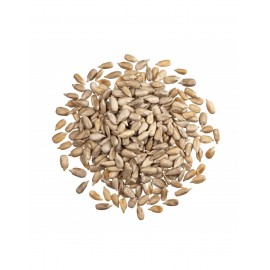 Graines de tournesol